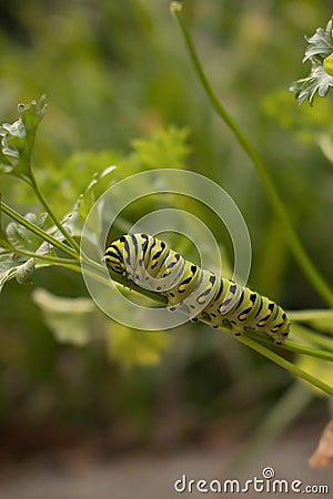 Future Swallowtail Butterfly Stock Photo