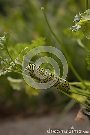 Future Swallowtail Butterfly Stock Photo