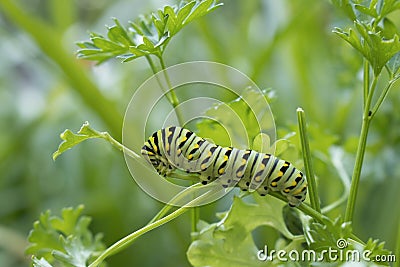 Future Swallowtail Butterfly Stock Photo