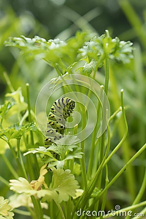 Future Swallowtail Butterfly Stock Photo