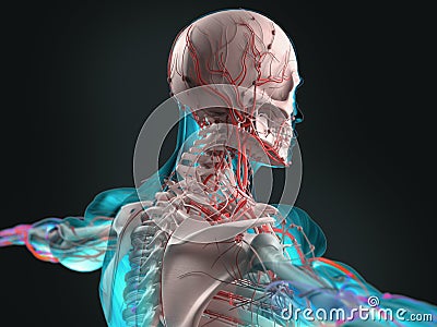 Futuristic body scan of human Stock Photo