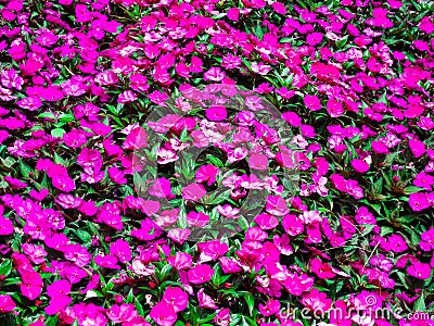 Fuxia flower bush and green leaves Stock Photo