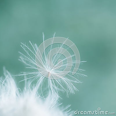 A fuzz seed with white hairs on green and turquoise background Stock Photo