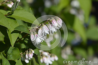 Fuzzy deutzia Flore Pleno Stock Photo