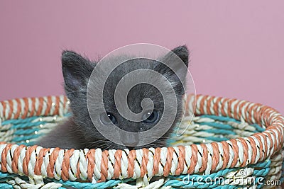 Fuzzy fluffy gray 4 week old tabby kitten peaking over the top of basket Stock Photo