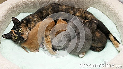 Fuzzy fluffy gray 4 week old tabby kitten peaking over the top of Stock Photo