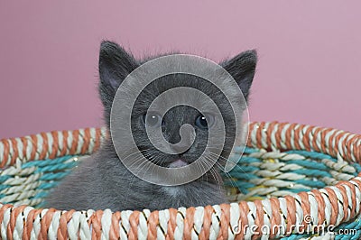 Fuzzy fluffy gray 4 week old tabby kitten peaking over the top of Stock Photo