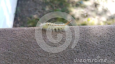 Fuzzy green caterpillar insect on wood railing Stock Photo