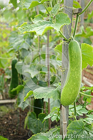 Fuzzy Melon in the Garden Stock Photo