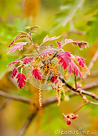 Fuzzy Red Oak Leaves ~ New Spring Growth Stock Photo