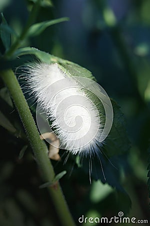 Fuzzy White Caterpillar Stock Photo