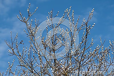 Fuzzy white Willow buds on a blue sky Stock Photo