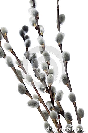 Fuzzy willow on branch isolated on white background Stock Photo