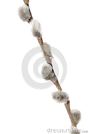 Fuzzy willow on branch isolated on white background Stock Photo