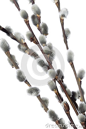 Fuzzy willow on branch on white background Stock Photo