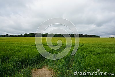 Rye growing on the fields, summer 2021 Stock Photo
