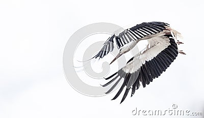 Fyling storkwith wings in front Stock Photo