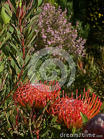 Fynbos Bouquet Stock Photo