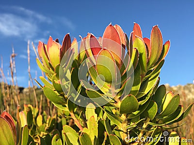 Fynbos fauna and flora Stock Photo