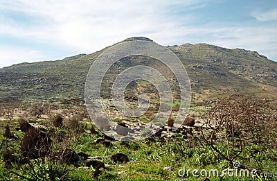 Fynbos flora, Cape of Good Hope Nature Reserve, South African Re Stock Photo