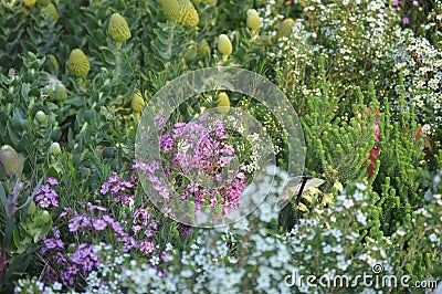 Fynbos. South Africa. Indigenous vegetation. Stock Photo