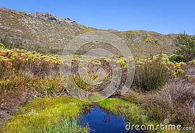 Fynbos in Table Mountain National Park Stock Photo