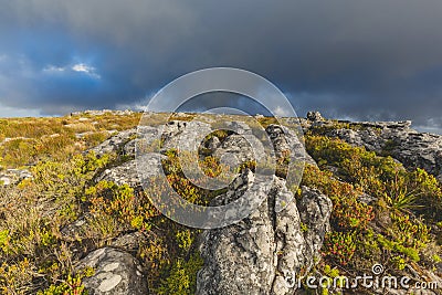 Fynbos on the top of Table Mountain in Cape Town Stock Photo