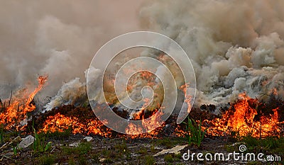 Fynbos Wildfire Stock Photo