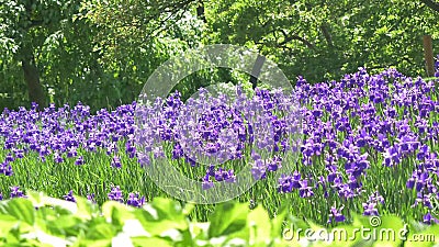Fält av den purpurfärgade vårblomman i morgontiden Härlig violett äng av att blomma blommalandskap Magisk fantastisk skog w stock video Fält av den purpurfärgade vårblomman i morgontiden Härlig violett äng av att blomma blommalandskap Magisk fantastisk skog w stock video