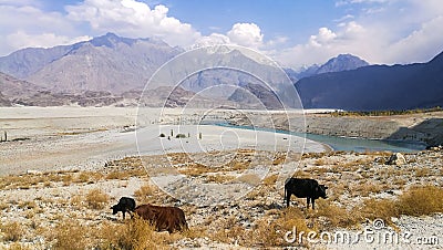 Cows grazing at the roadside in Skardu. Stock Photo