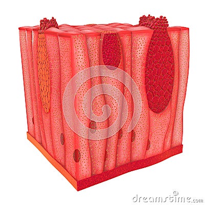 G Unicellular Epithelium Stock Photo