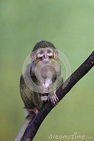 Gabon talapoin Stock Photo