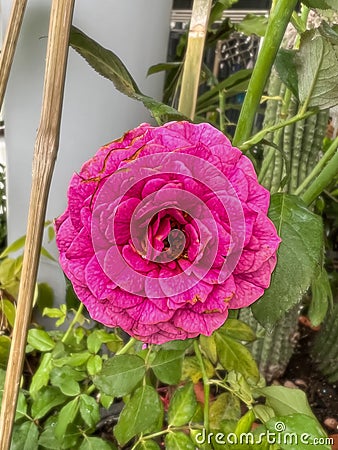 Gabriel Oak rose,English plant species Stock Photo