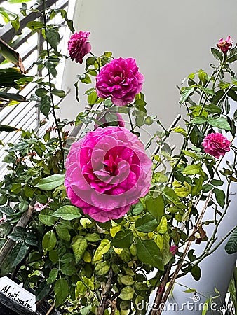 Gabriel Oak rose,English plant species Stock Photo