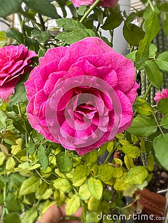 Gabriel Oak rose,English plant species Stock Photo