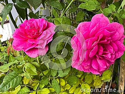 Gabriel Oak rose,English plant species Stock Photo