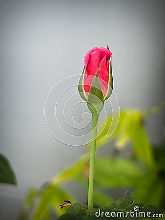 Gabriel Oak Rose,flower plant. Stock Photo