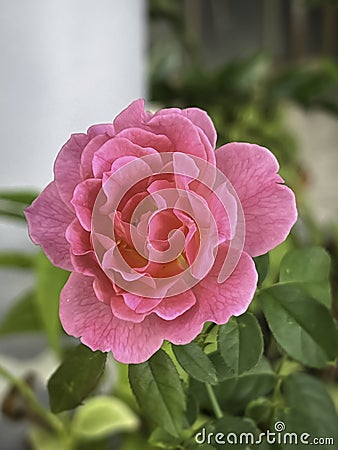 Gabriel Oak Rose plant,fresh pink color petals,beautiful flower Stock Photo