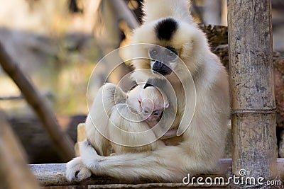 Gabriella's female gibbon, Nomascus gabriellae with baby Stock Photo