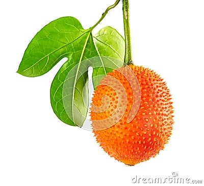 Gac Momordica cochinchinensis with leaves, Gac fruit or baby jackfruit isolated on white background with clipping path Stock Photo
