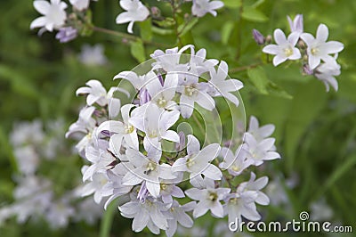 Gadellia lactiflora Stock Photo