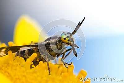 The gadfly with big, bright eyes on the dandelion Stock Photo