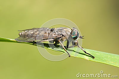 Gadfly on dandelion Stock Photo