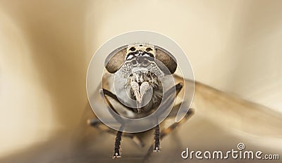 Gadfly or horse-fly portrait Stock Photo