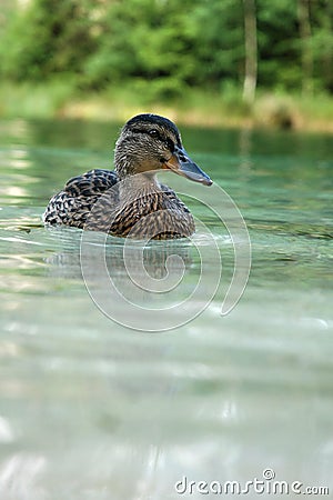 Gadwall (Anas strepera) - female Stock Photo