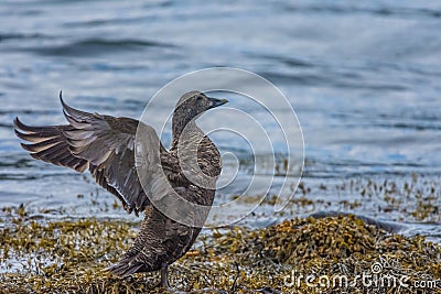 Gadwall duck, Ofeigsfjordur, Strandir Coast, West Fjords, Iceland Stock Photo