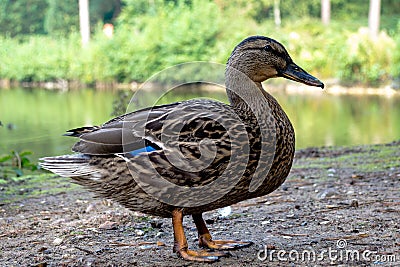 Gadwall Duck Profile Stock Photo