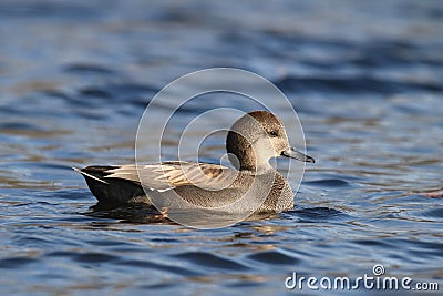 Gadwall Duck swimming on blue water in Winter Stock Photo