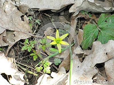 Gagea floret Stock Photo