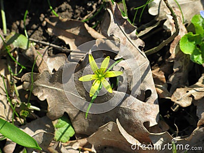 Gagea floret Stock Photo